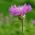 American Basketflower, American Star-Thistle เมล็ด - Centaurea americana - 65 เมล็ด