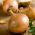 เมล็ดพันธุ์หอมหัวใหญ่ Ailsa Craig - Allium cepa - 500 เมล็ด - Allium cepa L.