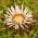 ステムレスカーラインアザミ、シルバーアザミの種子 -  Carlina acaulis ssp. simplex  -  75種子 - シーズ