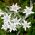 Hạt Edelweiss - Leontopodium alpinum - 750 hạt