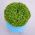 蓬蒿Minette种子 - 罗勒属basilicum  -  1300种子 - Ocimum basilicum var minimum - 種子