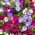 Petunia - a selection of balcony varieties - Petunia x hybrida - 800 seeds