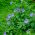 Browallia, Ametist Çiçek tohumları - Browalia americana - 1300 seeds - Browallia americana