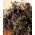 Col crespa - Scarlet - 300 semillas - Brassica oleracea L. var. sabellica L.
