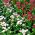 Margareeta - roosa - 600 seemned - Bellis perennis