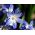 Chionodoxa forbesi blue - Glory of Snow forbesi blue - 10 bulbs