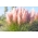 Vaaleanpunainen Pampas-ruoho - perusrunko - 