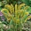 Biji Bristlegrass Besar-Lonjakan - Setaria macrostachya