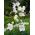 בלון פרח Fuji לבן זרעים - Platycodon grandiflorus - 110 זרעים