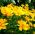 Семе Тицксеед - Цореопсис тинцториа - 1000 семена - Coreopsis grandiflora