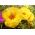 מוס רוז תערובת כפולה - Portulaca grandiflora fl.pl. - 4500 זרעים