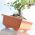 Bentuk bunga bonsai segiempat tepat - Dbon - 20 x 14 cm - terracotta - 