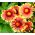 Vanlige Blanketflower frø - Gaillardia aristata - 300 frø