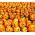 Jack O 'Lantern Pumpkin hạt - Cucurbita pepo - 16 hạt