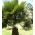 코튼 팜, 사막 팬 팜 종자 - 워싱턴 filifera - 5 종자 - Washingtonia filifera - 씨앗