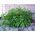 Havekørvel - 400 frø - Anthriscus cerefolium