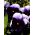 Pansy Lord Beaconsfield насіння - Viola x wittrockiana - 250 насінин