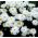 疯狂雏菊，斯诺德里夫特种子 - 菊花最大fl.pl  -  160粒种子 - Chrysanthemum maximum fl. pl. Crazy Daisy - 種子