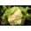 Kembang kol Rober biji - Brassica oleracea convar. botrytis var. - 270 biji - Brassica oleracea L. var.botrytis L.