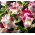 Catalina Pink Torenia, ziedu sēklas - Torenia fournieri