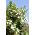 Насіння мірту - Myrtus communis - 18 насіння - Myrtus communis L.