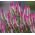 Hahnenkamm Flamingo Samen - Celosia spicata Flamingo - 360 Samen - 