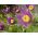 Pasque花种子 - 银莲花属pulsatilla  -  190粒种子 - Anemone pulsatilla - 種子