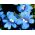 Nemesia Blue Gem Seeds - Nemesia strumosa - 1300 เมล็ด - Nemezis strumosa