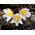 Baltais puķu sēklas - Anemone pulsatilla - 90 sēklas