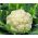 Couve - flor - Rober - 270 sementes - Brassica oleracea L. var.botrytis L.