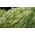 נוצה דשא, נוצה אירופית זרעי דשא - Stipa pennata - 10 זרעים - Stipa joannis