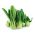 Bắp cải Trung Quốc Pak Choi hạt - Brassica chinensis - 500 hạt - Brassica rapa subsp. chinensis