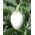 Aubergine - Golden Eggs - 25 frø - Solanum melongena