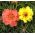 モスローズダブルミックス -  Portulaca grandiflora fl.pl. -  4500種子 - シーズ