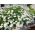 Oxeyeデイジーの種子 - 菊leucanthemum - Leucanthemum vulgare syn. Chrysanthemum leucanthemum - シーズ