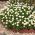 זרעי דייזי Oxeye - חרצית חרצית - Leucanthemum vulgare syn. Chrysanthemum leucanthemum - זרעים