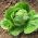เมล็ดผักกาดขาวในฤดูร้อน - Lactuca sativa - 1,150 เมล็ด - 1150 เมล็ด - Lactuca sativa L.