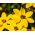 Bur Marigold siemenet - Bidens aurea - 160 siementä