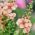 Sementes de Mullein roxo - Verbascum phoeniceum - 800 sementes