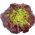 Red Green Butterhead Lettuce seeds - Lactuca sativa - 900 biji - Lactuca sativa L. var. Capitata - benih