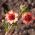 Nepal Cinquefoil, Miss Willmott seeds - Potentilla nepalensis - 600 seeds