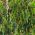 Sidrun-eukalüpt, sidrun-lõhnavõi seemned - Corymbia citriodora - Eucalyptus citriodora