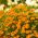 マリーゴールドオレンジ宝石種子 - マンジュギクtenuifolia  -  390種子 - Tagetes tenuifolia - シーズ
