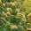 Büyük başak kıl tohumları - Setaria macrostachya
