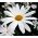 Seme Oxeye Daisy - Chrysanthemum leucanthemum - Leucanthemum vulgare syn. Chrysanthemum leucanthemum - sjemenke