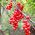 Schisandra, Schisandra Berry เมล็ด - Schisandra chinensis