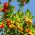 Semillas del árbol de fresa - Arbutus unedo