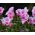 Semillas de Godetia Cattleya - Godetia grandiflora - 1500 semillas - Godetia grandifllora
