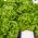 レタスオレンカの種子 -  Lactuta sativa  -  800種子 - Lactuca sativa L. var. Capitata - シーズ