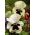 パンジーSilverbrideの種子 - ビオラx wittrockiana  -  400種子 - Viola x wittrockiana  - シーズ